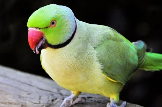 rêver d'un perroquet