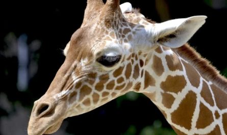 rêver d'une girafe