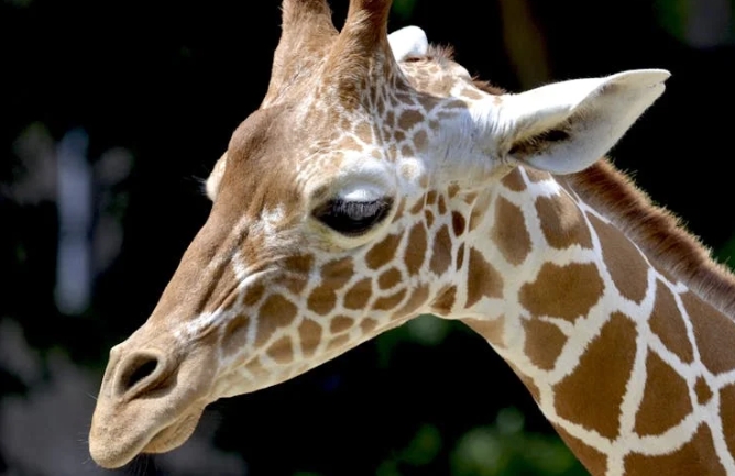 rêver d'une girafe