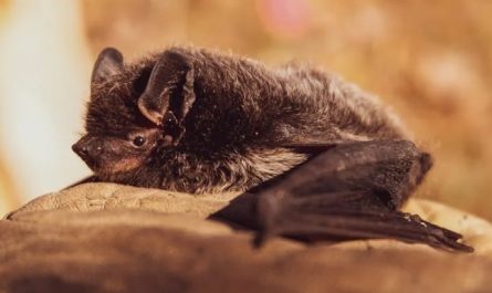 rêver de chauves-souris