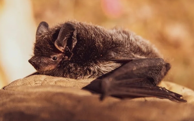 rêver de chauves-souris