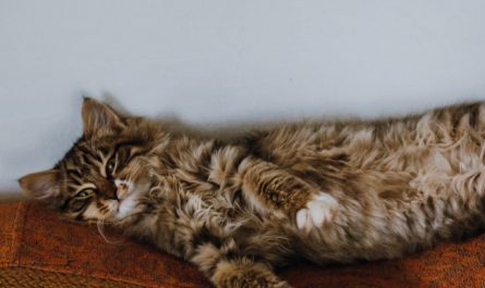 Rêver de dormir au lit