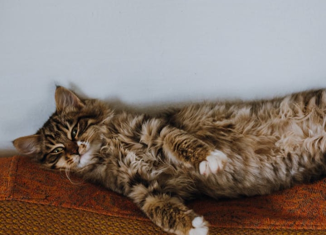 Rêver de dormir au lit