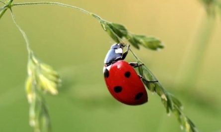 Rêver d’insectes