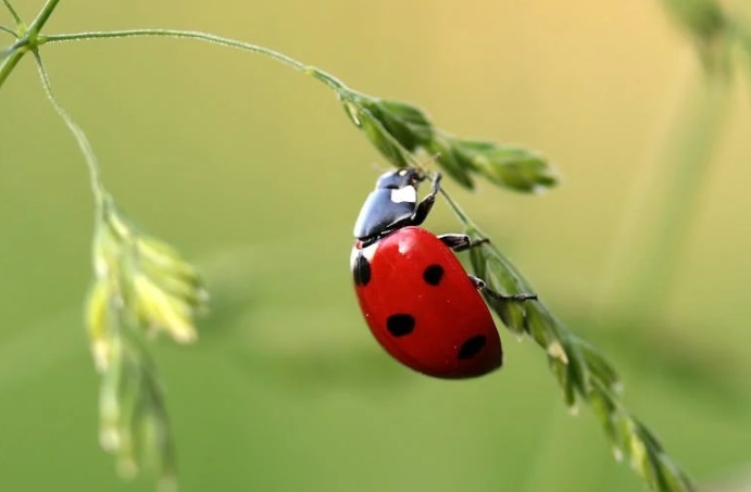 30 sens et explications des insectes rêveurs