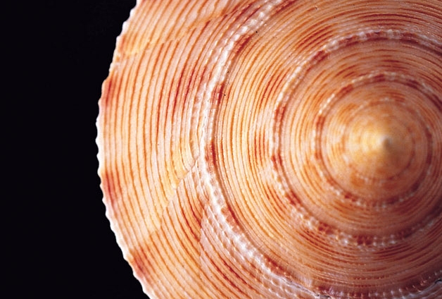 23 signification et explication de rêver de coquillages