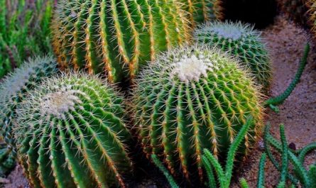 rêve de cactus