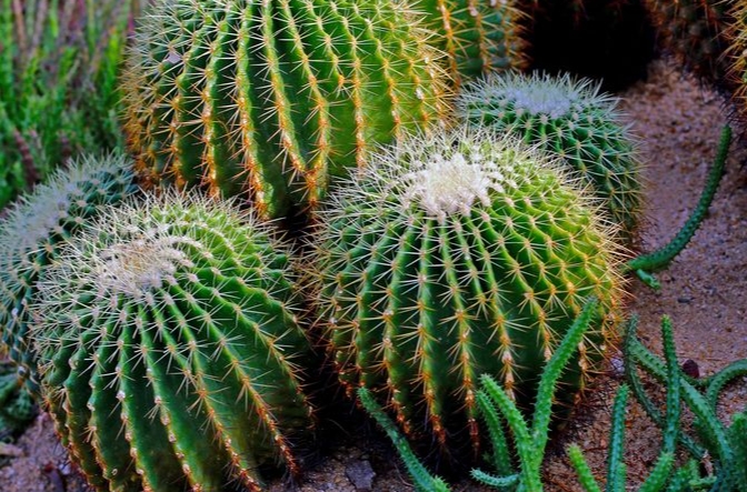 23 signification et interprétation du rêve de cactus