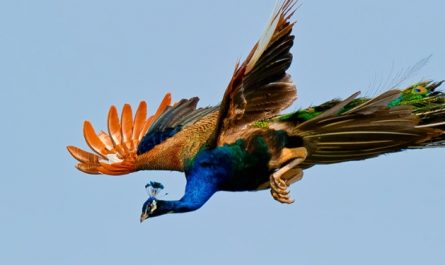 rêver d'un paon