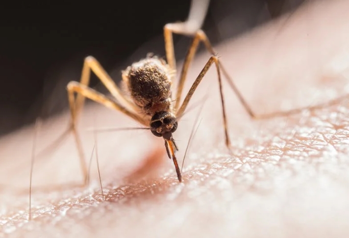 25 significations et explications pour rêver de moustiques