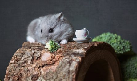 Rêver d’un hamster
