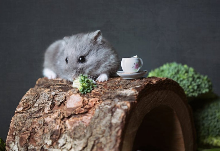 57 signification et explication du Hamster rêveur