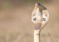 Rêver d’un cobra