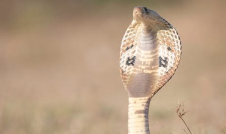 Rêver d’un cobra