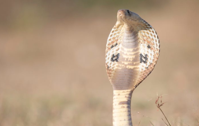 32 signification et explication de rêver Cobra