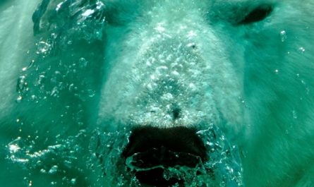 Rêver d’un ours polaire