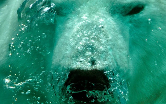 45 significations et explications pour rêver d’ours polaires