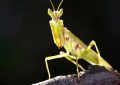 rêver de Mantes