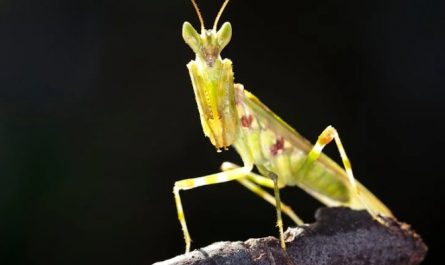 rêver de Mantes