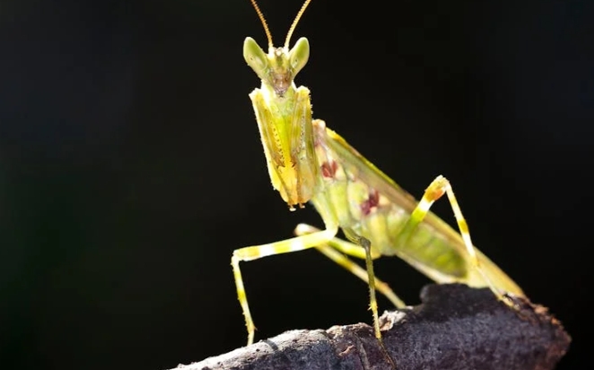 38 significations et explications pour rêver de Mantes