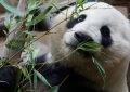 rêver d'un panda
