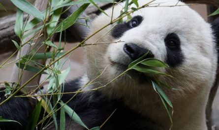 rêver d'un panda