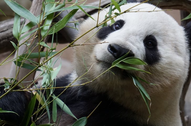 23 significations et explications pour rêver d’un panda