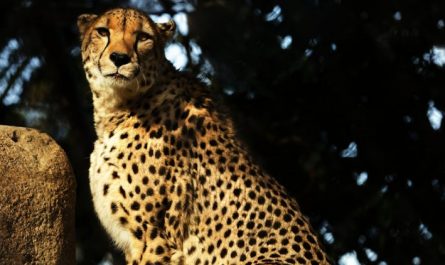 rêve d'un léopard