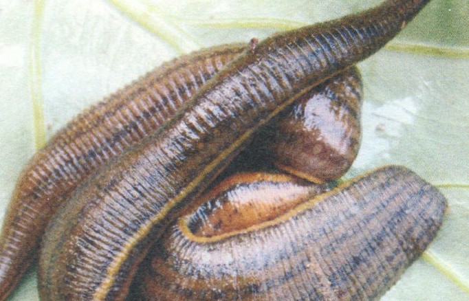 Rêver de sangsues – 30 Interprétations et Symboles