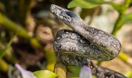 Rêve de Python
