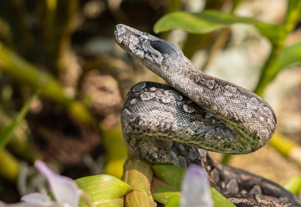 Rêve de Python – 65 Interprétations et Symboles