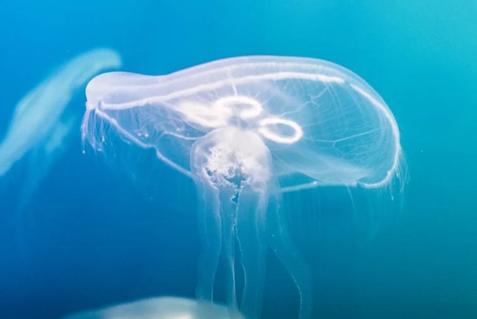Rêve de méduses  – 35 Interprétations et Symboles