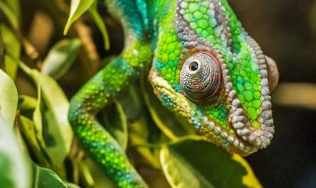Rêve de caméléon