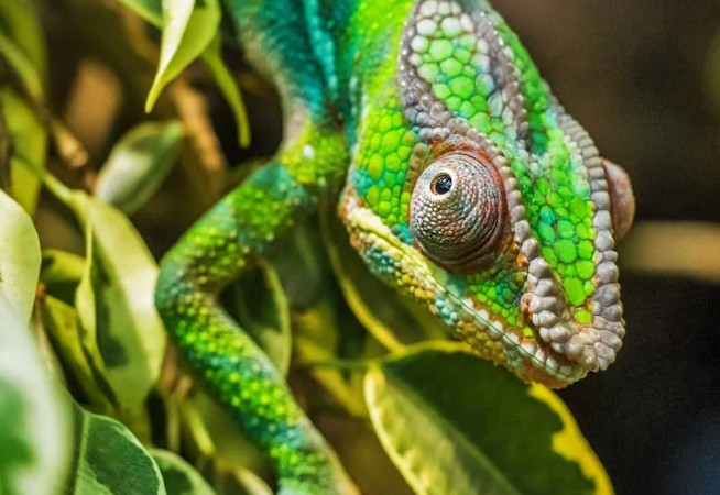 Rêve de caméléon – 30 Interprétations et Symboles