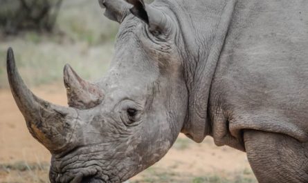 Rêve de rhinocéros
