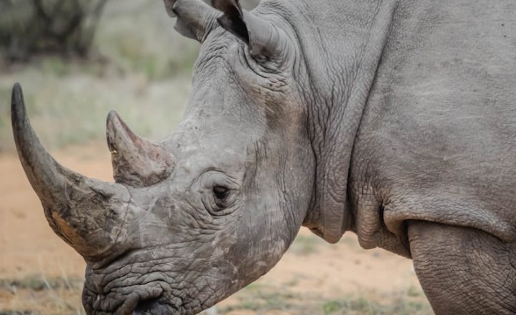 Rêve de rhinocéros – 47 Interprétations et Symboles