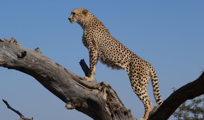 Rêve de guépard – 20 Interprétations et Symboles