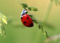 Rêve de coccinelle