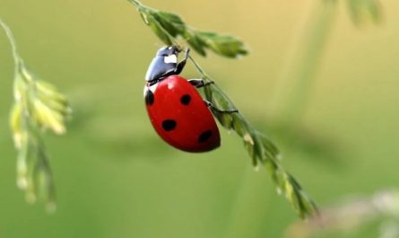 Rêve de coccinelle