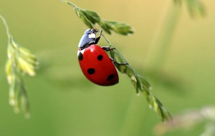 Rêve de coccinelle