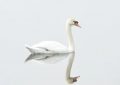 Rêve de cygne