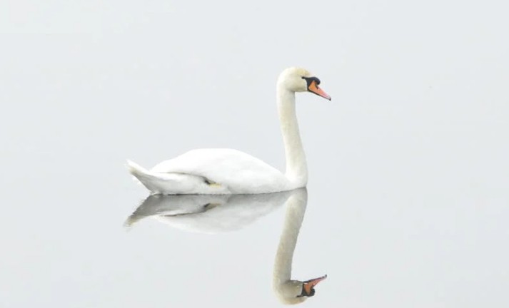 Rêve de cygne – 57 Interprétations et Symboles