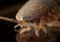 Rêve de parasites