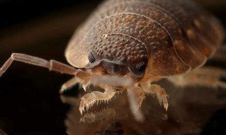 Rêve de parasites