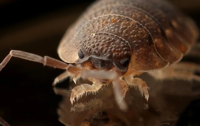 Rêve de parasites