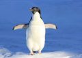 Rêve de pingouins