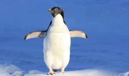 Rêve de pingouins