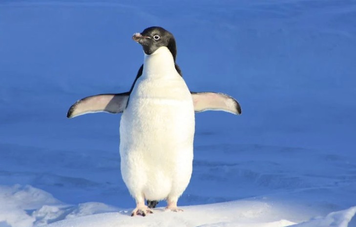Rêve de pingouins
