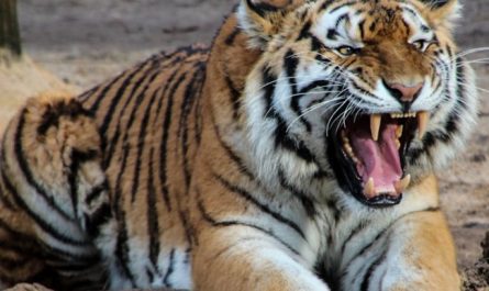 Rêve de tigre blanc – 23 Interprétations et Symboles