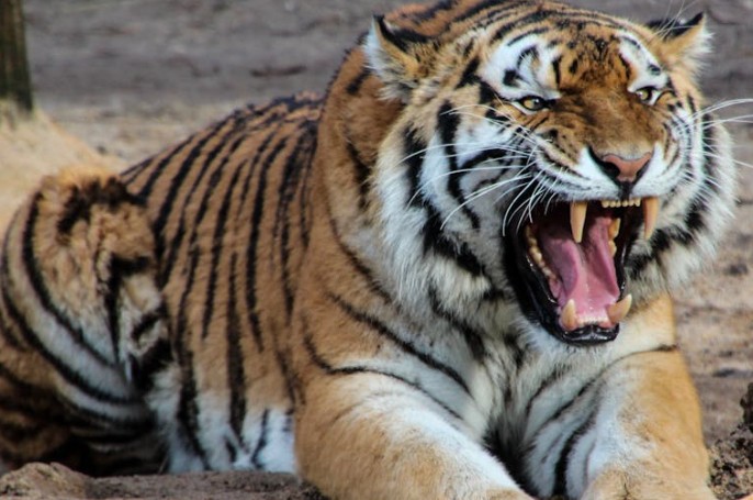 Rêve de tigre blanc – 23 Interprétations et Symboles